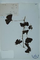 銀杏藏品圖，第1張