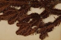 臺灣冷杉藏品圖，第4張