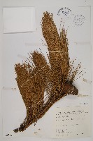 臺灣二葉松藏品圖，第1張