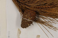 臺灣二葉松藏品圖，第3張