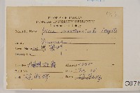 臺灣雲杉藏品圖，第2張