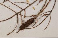 臺灣雲杉藏品圖，第3張