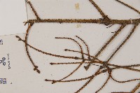 臺灣雲杉藏品圖，第4張