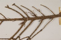 臺灣雲杉藏品圖，第5張