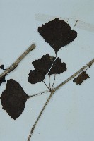 銀杏藏品圖，第3張