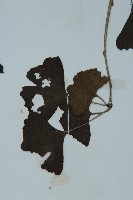 銀杏藏品圖，第4張