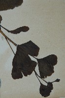 銀杏藏品圖，第3張