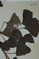 銀杏藏品圖，第4張