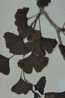 銀杏藏品圖，第5張