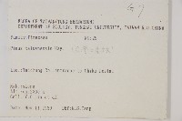 臺灣二葉松藏品圖，第2張