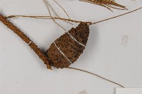 臺灣二葉松藏品圖，第3張