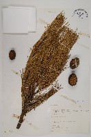 臺灣二葉松藏品圖，第1張