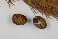 臺灣二葉松藏品圖，第3張