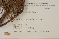 臺灣二葉松藏品圖，第2張