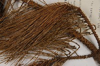 臺灣二葉松藏品圖，第4張