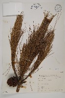 臺灣二葉松藏品圖，第1張