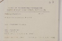 臺灣二葉松藏品圖，第2張