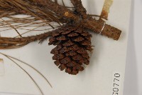 臺灣二葉松藏品圖，第3張