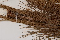 臺灣二葉松藏品圖，第4張