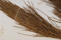 臺灣二葉松藏品圖，第5張