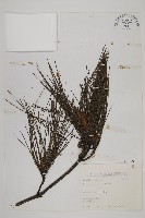 琉球松藏品圖，第1張