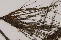 琉球松藏品圖，第4張