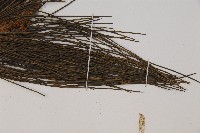 琉球松藏品圖，第5張