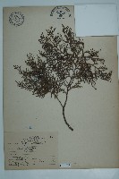 側柏藏品圖，第1張