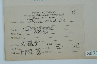 側柏藏品圖，第2張