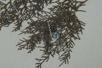 側柏藏品圖，第3張