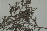 側柏藏品圖，第4張