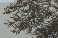 側柏藏品圖，第5張