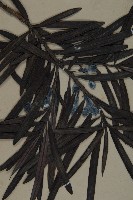 桃實百日青藏品圖，第3張