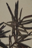 桃實百日青藏品圖，第4張