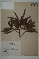 登錄號:G000774藏品圖，第1張