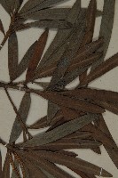 登錄號:G000774藏品圖，第5張