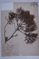 側柏藏品圖，第1張