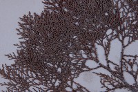 側柏藏品圖，第3張