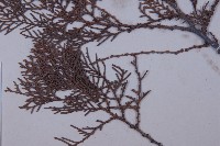 側柏藏品圖，第4張