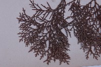 側柏藏品圖，第5張