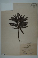 大葉羅漢松藏品圖，第1張