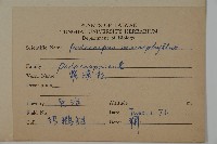 大葉羅漢松藏品圖，第2張