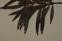 大葉羅漢松藏品圖，第4張