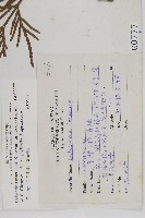 台灣肖楠藏品圖，第2張