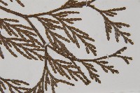 台灣肖楠藏品圖，第4張