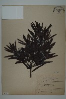 大葉羅漢松藏品圖，第1張