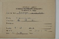 大葉羅漢松藏品圖，第2張