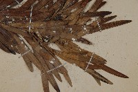 大葉羅漢松藏品圖，第3張