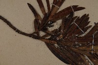 大葉羅漢松藏品圖，第4張