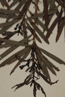 桃實百日青藏品圖，第3張